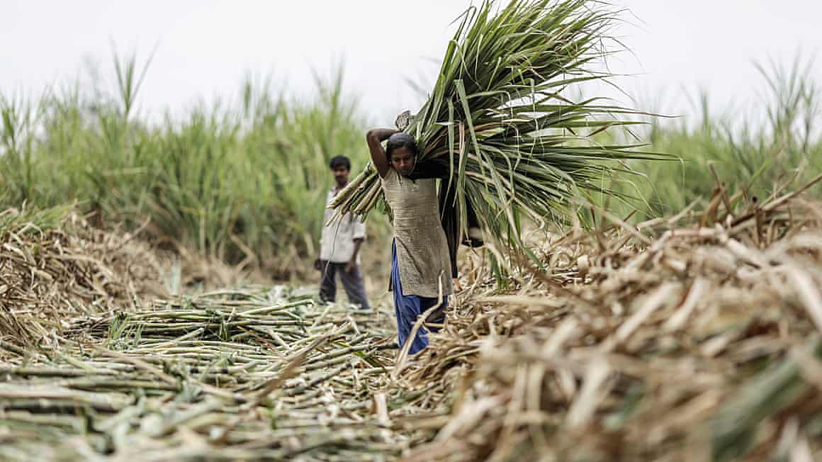 A day laborer carries a bundle of harvested sugercane in Taloda, Maharashtra.