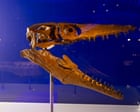 Tentacles, pointy teeth and the T-rex of the sea: the Natural History Museum on beasts that once ruled the oceans