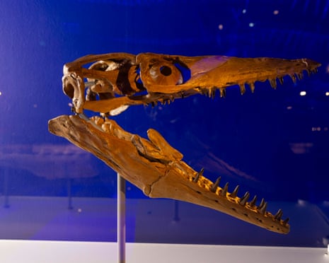 A mosasaur skull