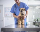 UK veterinary sector reforms planned to tackle high costs of pet care UK veterinary sector reforms planned to tackle high costs of pet care