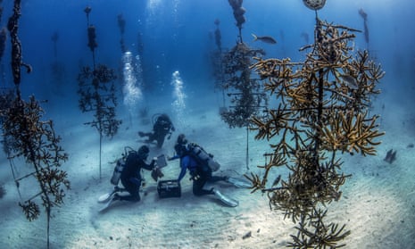 US divers at work in the Tavernier nursery of the Coral Restoration Foundation, Florida.
