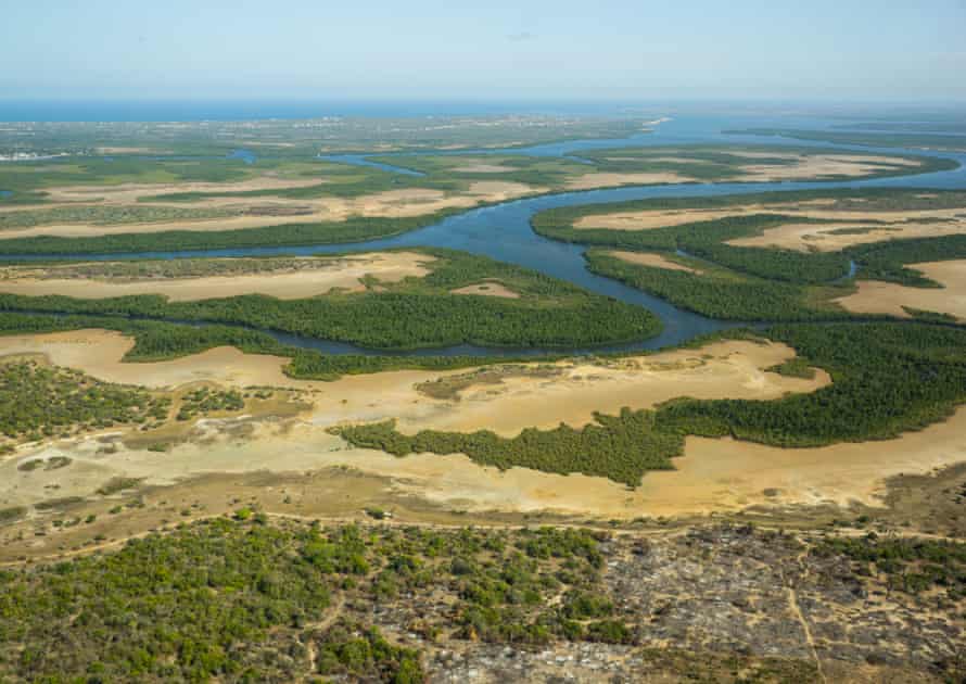 Mangrove forests in Lamu county near the Kenyan coast. Mangroves store 10 times more carbon a hectare than terrestrial forests.