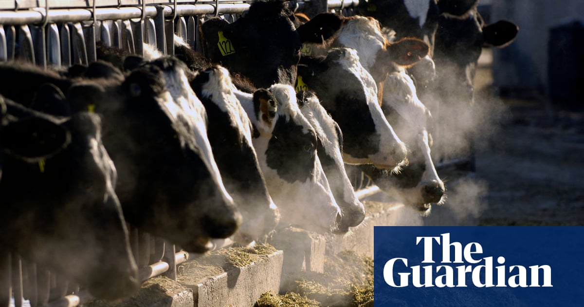A load of manure: man gets prison time for years-long cow dung scam