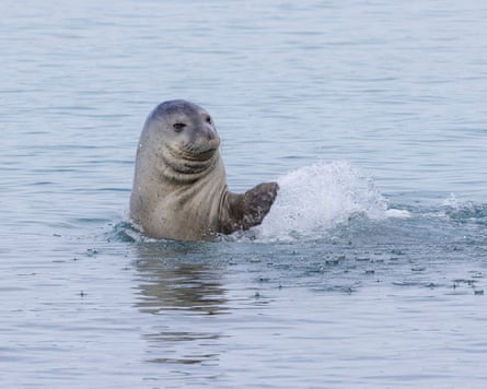 A seal in water uses its flipper to make waves