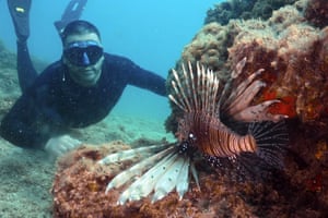 A free diver looks at a lionfish