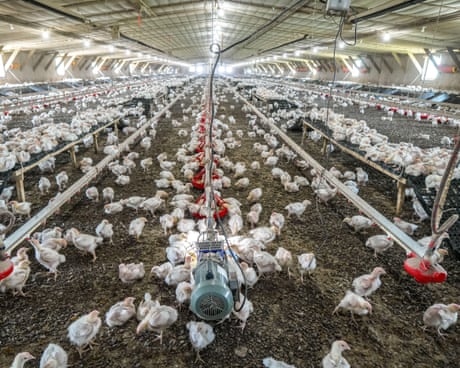 Average person eats six times more chicken than in 1961, UN report finds