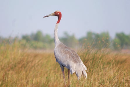 An eastern sarus crane in a rice field near Anlung Pring Protected Landscape, Cambodia