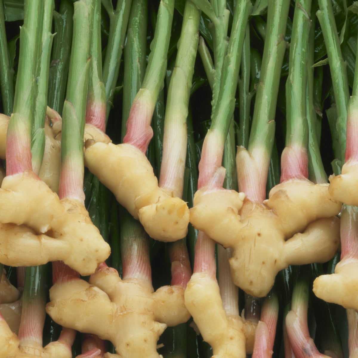 Gardens Get Your Ginger Up Gardening Advice The Guardian Gardens Get Your Ginger Up Gardening Advice The Guardian