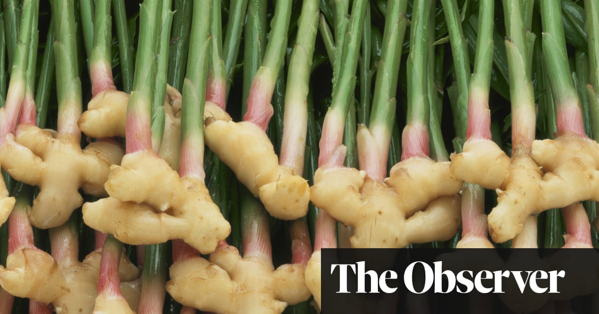 Gardens Get Your Ginger Up Gardening Advice The Guardian Gardens Get Your Ginger Up Gardening Advice The Guardian