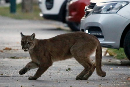 A puma in the streets of Santiago, 24 March 2020.