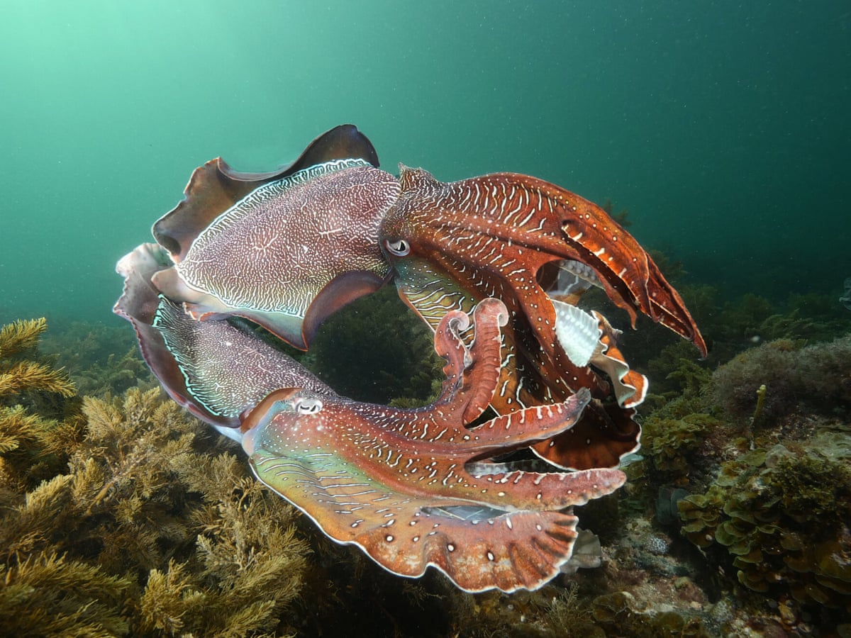 Fears for South Australia’s annual cuttlefish gathering amid deadly algal bloom Fears for South Australia’s annual cuttlefish gathering amid deadly algal bloom