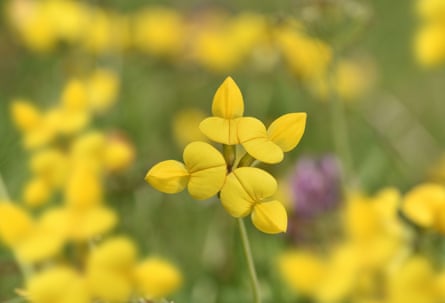 Common bird’s-foot trefoil is a typical insect-friendly meadow flower.