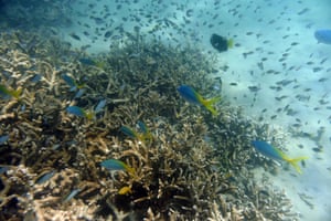 Tropical fish swim along the edges of a coral reef off Great Keppel Island, Queensland, Australia