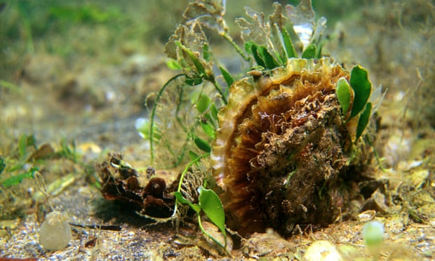 Native oyster on seabed