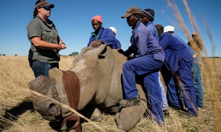 Veterinarian Michelle Otto stands with a sedated and blindfolded white rhino after trimming it’s horn at the ranch of rhino breeder John Hume.