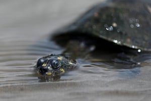 Half-submerged turtle
