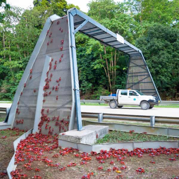 Red crabs on Christmas Island climb a bridge designed for their protection.