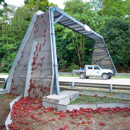 Red crabs on Christmas Island climb a bridge designed for their protection.