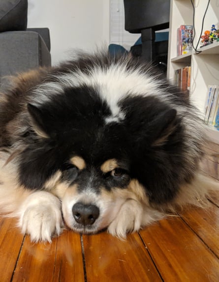 Anna Spargo-Ryan’s dog Rupert.