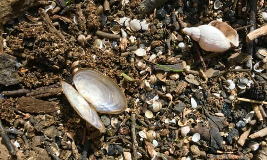 The island on the River Derwent at Kirkham, North Yorkshire, is made up largely of shells of freshwater molluscs.