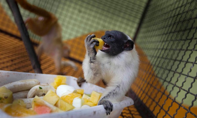 Fate of endangered monkey hinges on Brazilian city’s planning policy Fate of endangered monkey hinges on Brazilian city’s planning policy