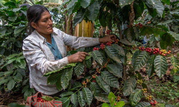 Felicita Castilla, a Fairtrade coffee producer in Peru.