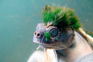 A picture released by the Zoological Society of London shows a Mary river turtle.