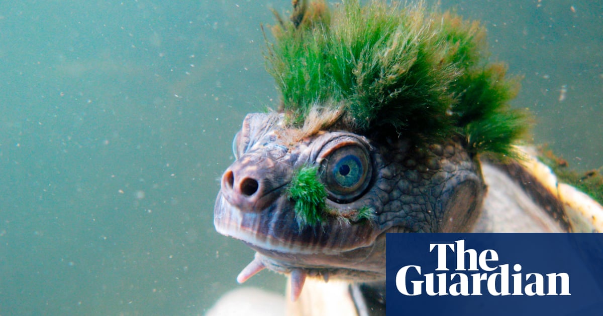 The Punk Turtle The Reptile With A Green Mohican Became A