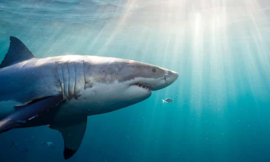 Four of Australia’s six unprovoked shark attack deaths last year were from great white shark bites.