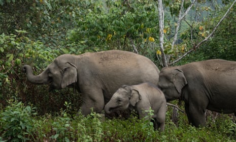 Pick a trip that offers the chance to walk beside elephants – do not not ride them. 