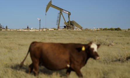 A cow walks through a field as an oil pumpjack and a flare burning off methane and other hydrocarbons stand in the background in the Permian Basin in Jal, New Mexico.