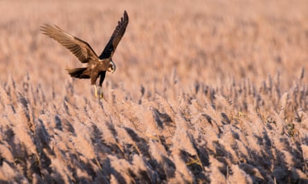 A female marsh harrier hovering over prey on a Suffolk reedbed.