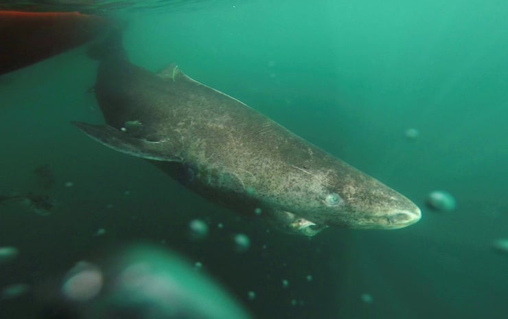 Saving ‘old and wise’ animals vital for species’ survival, say scientists A Greenland shark in the Uummannaq fjord in northwestern Greenland.Photograph: Reuters