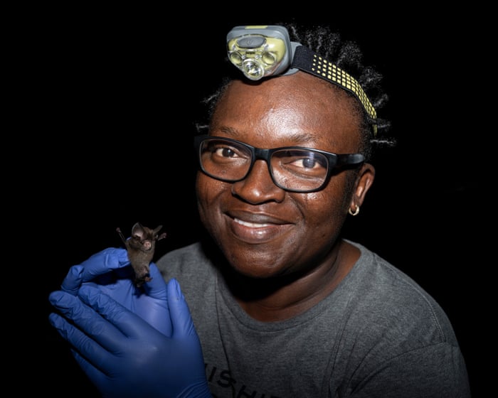 The bat that weighs the same as a teaspoon of salt – and the biologist who rediscovered it
