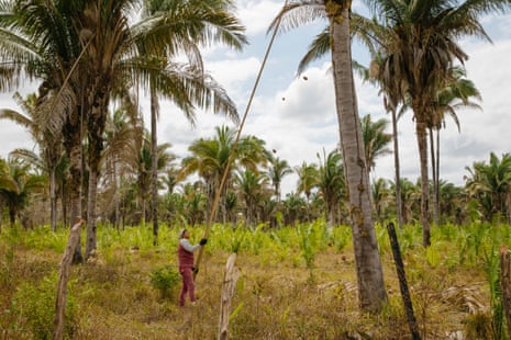 In Santana do Adroaldo, Helena Santos shakes a tree to free babaçu coconuts.