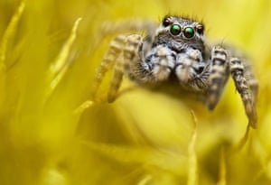 A female jumping spider, with tan, black and white fur, and iridescent eyes, on a yellow background