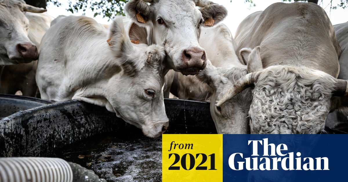 www.theguardian.com