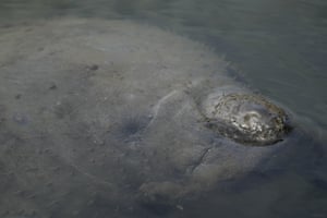 A manatee swims in a canal, in Coral Gables, Florida, US. The round-tailed, snout-nosed animals popular with locals and tourists have suffered a major die-off because their preferred source of seagrass is disappearing due to water pollution from urban and agricultural development, septic tanks and other sources