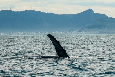 The knobbly edge of a whale’s fin sticking out of the water, with Rio’s skyline and hills on the horizon