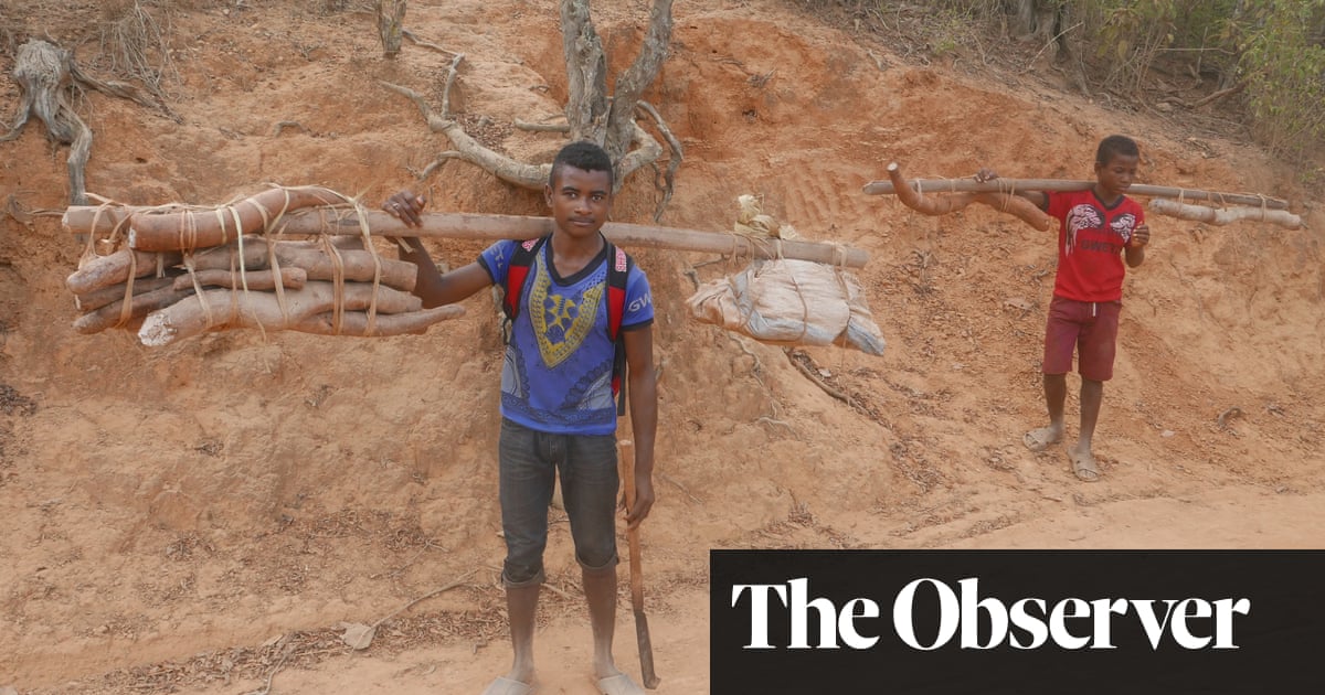 How bringing back the wild yam is feeding the hungry in droughthit