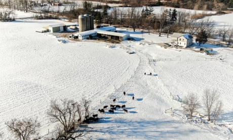 An aerial photo shows cattle casting shadows on snow covered fields in Illinois.