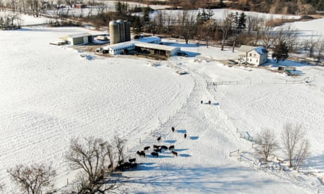 An aerial photo shows cattle casting shadows on snow covered fields in Illinois.