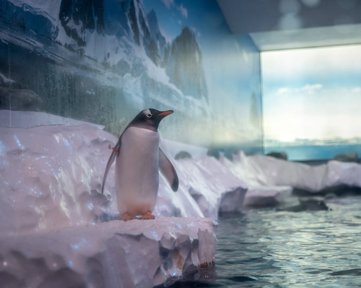 MPs call for release of 15 penguins ‘trapped’ at London aquarium MPs call for release of 15 penguins ‘trapped’ at London aquarium