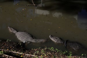 Jacarés, um deles com um pneu no corpo, nadam às margens do poluído canal das Taxas, próximo à praia do bairro Recreio dos Bandeirantes, no Rio de Janeiro, Brasil