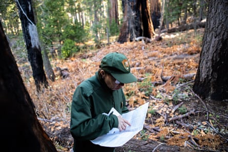 Christy Brigham checks her notes, which record where the dead sequoias are located within the park, and the data collected on the trees.