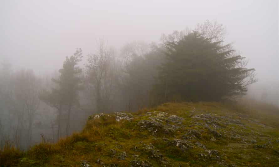Floating In The Fog Free Of Meaning A Timeless Yew Trees And Forests The Guardian Floating In The Fog Free Of Meaning A Timeless Yew Trees And Forests The Guardian