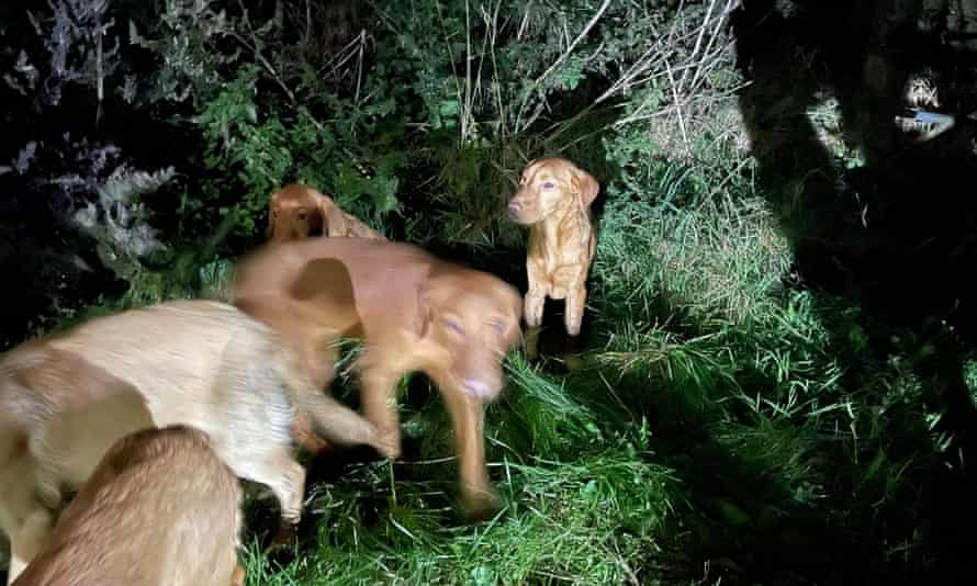 The seven Labrador puppies found abandoned on the South Downs Way near Winchester.0