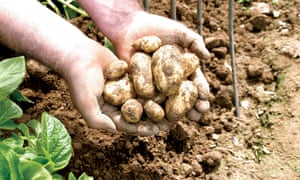 Jersey royal potatoes being dug from the ground
