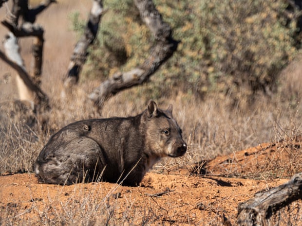 Southern hairy-nosed Wombat