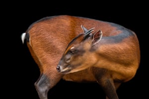 Three species of antelope found in Africa – Bay Duiker, White-bellied Duiker and Yellow-backed Duiker – have moved from ‘least concern’ to ‘near threatened’ on the red list. This male bay duiker lives at the Ellen Trout Zoo in Lufkin, Texas, USA.